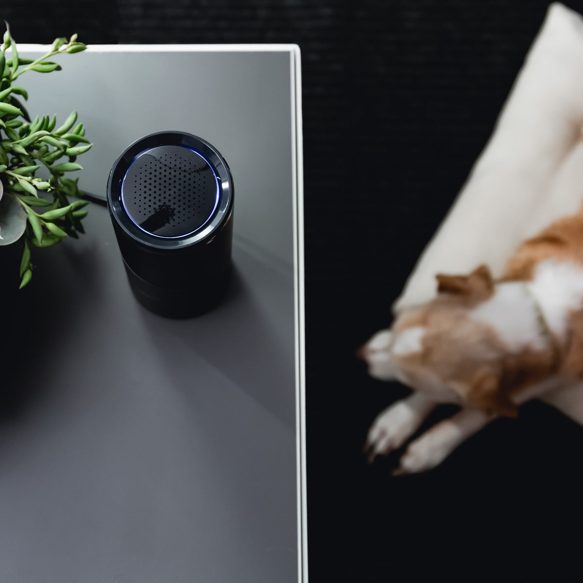 CleanLightAir_Lifestyle_Dog3_1200x1200_11a46305-ff56-4068-b02f-678e37086d38